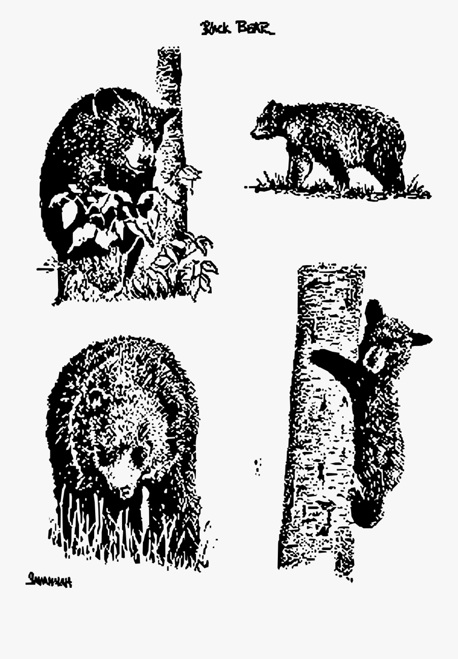 Bears Clip Arts - Bear Drawings, Transparent Clipart
