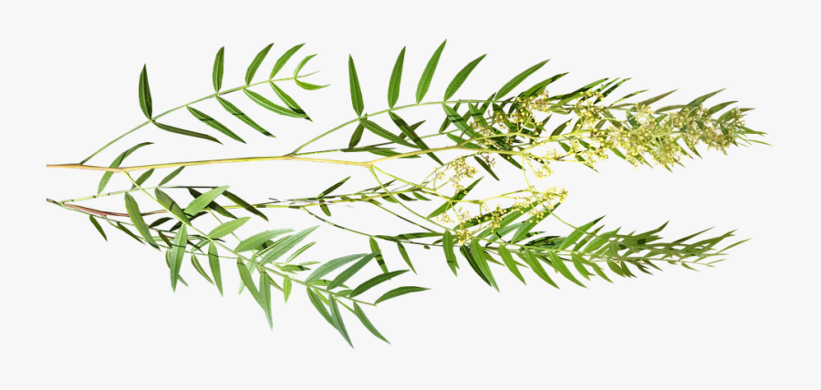 Leaves Peppercorn Tree Branch Nature - Peppercorn Branch, Transparent Clipart