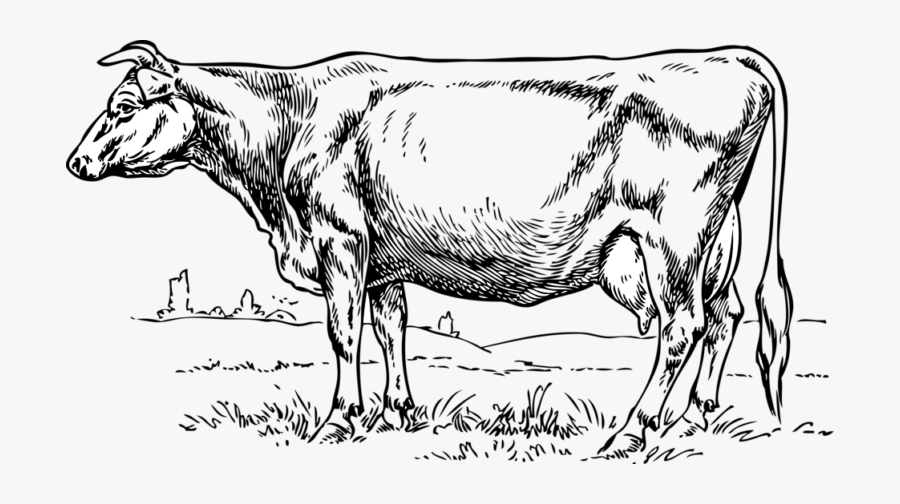 Cow Clip Art, Transparent Clipart