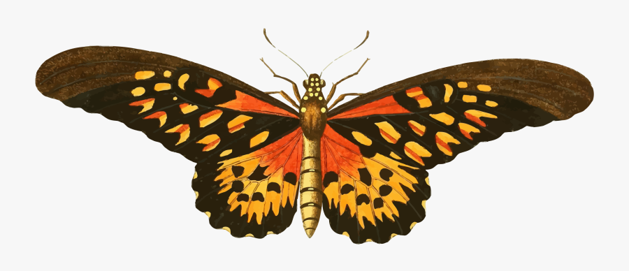 Butterfly Vintage Drawing Png, Transparent Clipart