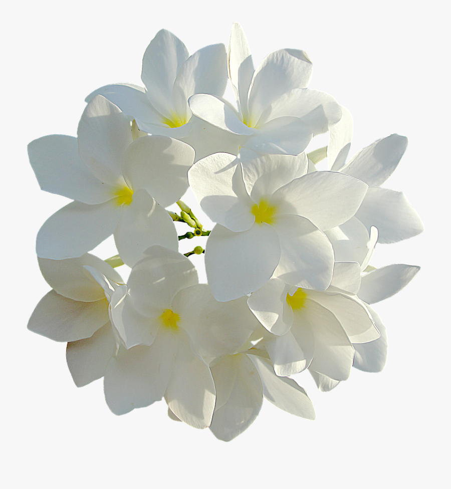 Transparent Wedding Bouquets Clipart - White Flowers Top View Png, Transparent Clipart