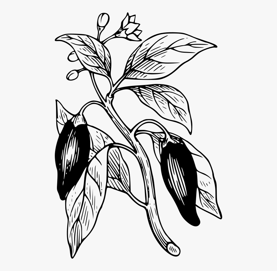 Chili Pepper Plant Drawing, Transparent Clipart