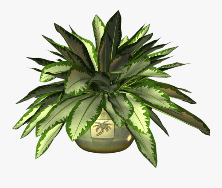 Ot Plant Clipart Botany - Agave Azul, Transparent Clipart