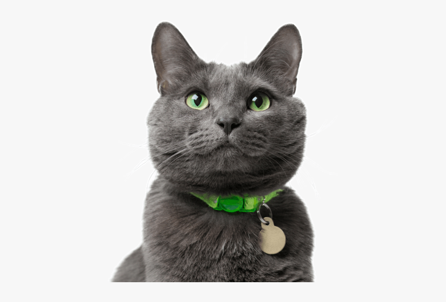 Clip Art Russian Blue Kittens Cats - Russian Blue Cat, Transparent Clipart