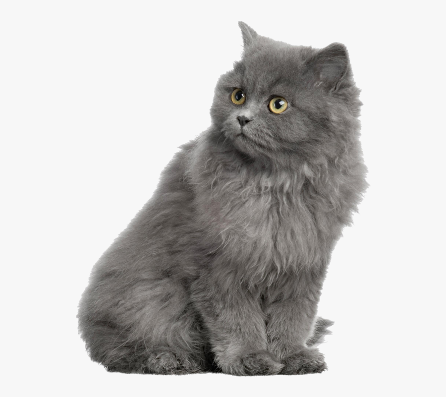 Gray Horse Shorthair Dog British Cat Persian Clipart - Alhambra, Transparent Clipart
