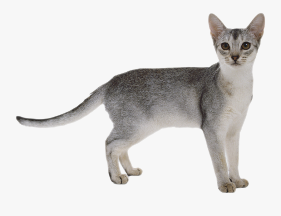 Cat Png, Transparent Clipart