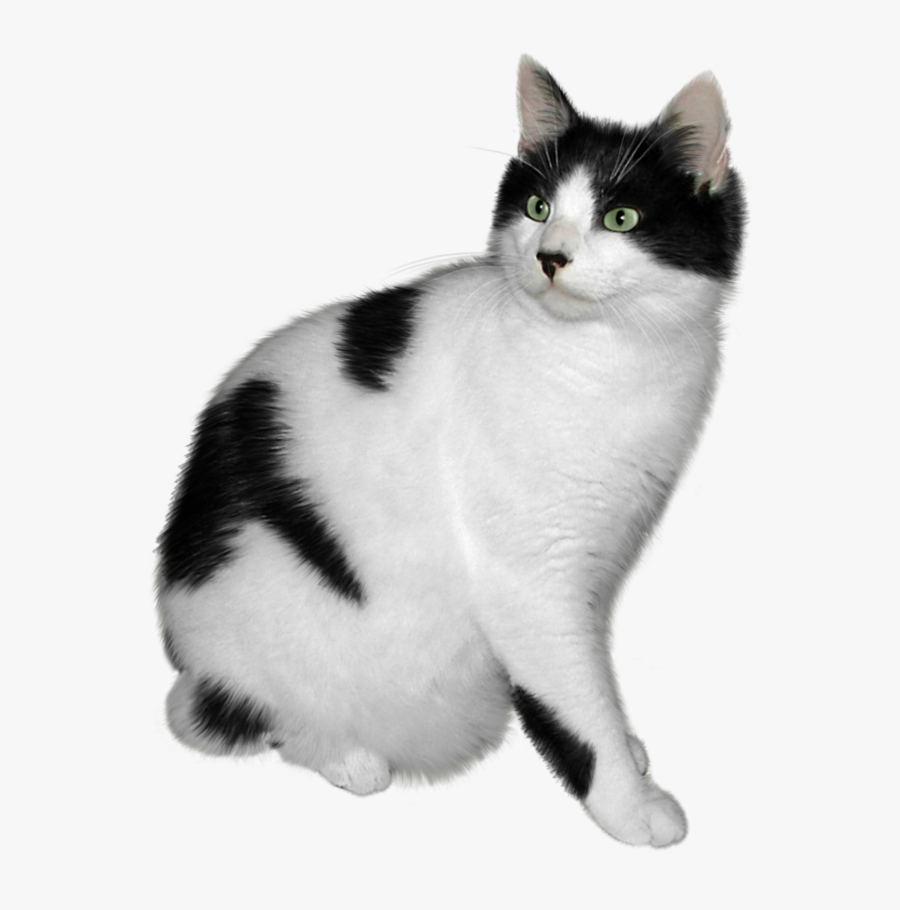 Black And White Cat Png, Transparent Clipart