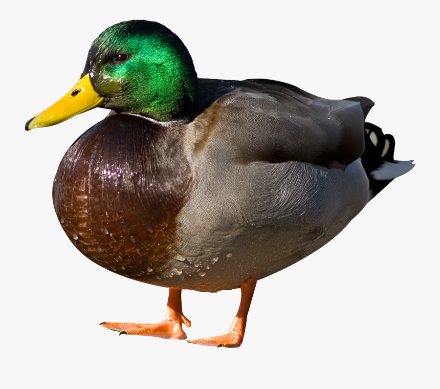 Clip Art Mallard Duck Photographs - Duck Png Transparent, Transparent Clipart