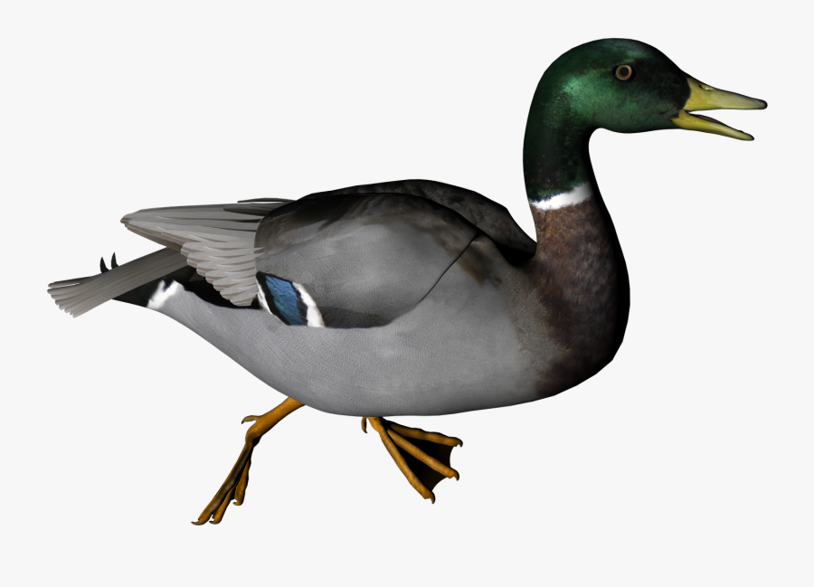 Duck Clipart High Resolution - Duck Png Transparent, Transparent Clipart