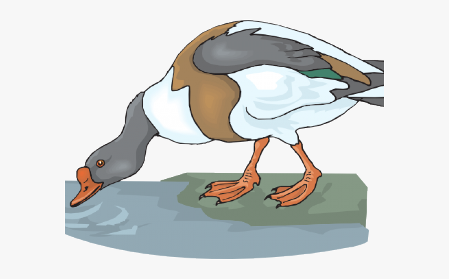 Duck Drinking Water Clipart, Transparent Clipart