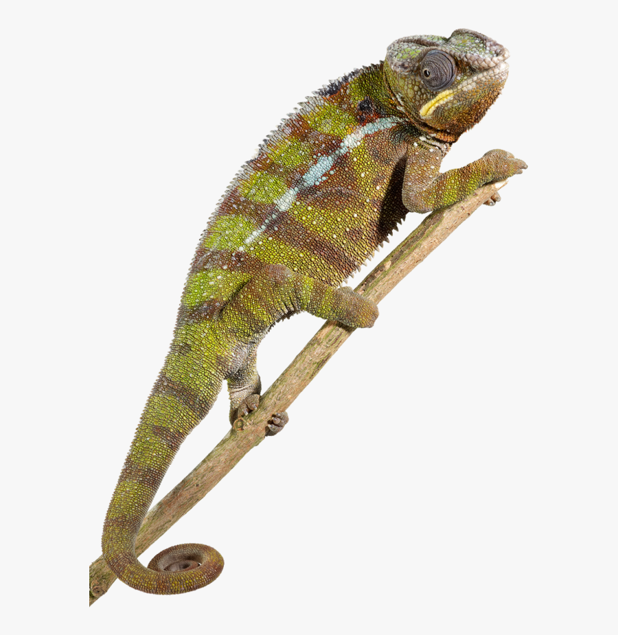 Clip Art Types Reptile Facts Dk - بحث عن الزواحف مع الصور, Transparent Clipart