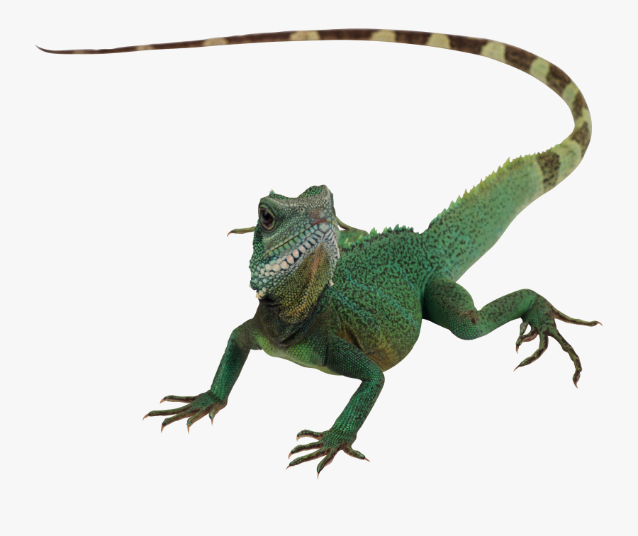Lizard Png, Transparent Clipart