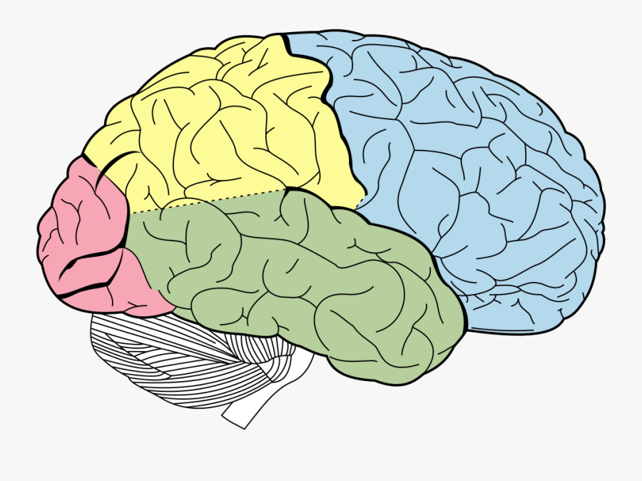 Outer Brain, Transparent Clipart