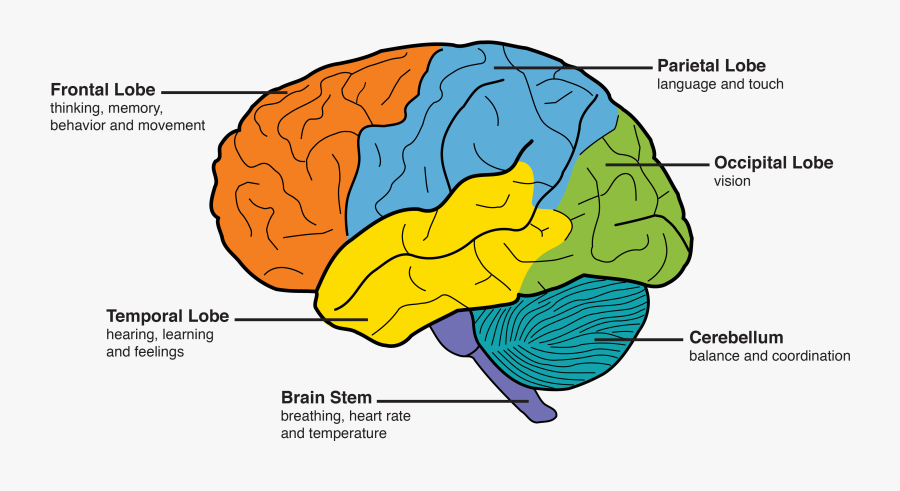Dementia Amp The Brain Memory And Aging Center - Part Of The Brain Controls Memory, Transparent Clipart