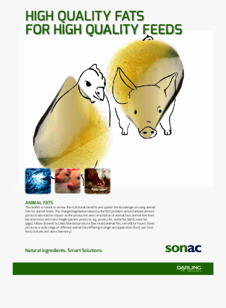 Animal Fats - Capybara - Snout, Transparent Clipart