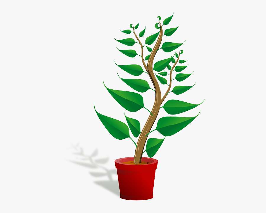 Getting To Know Plants, Transparent Clipart