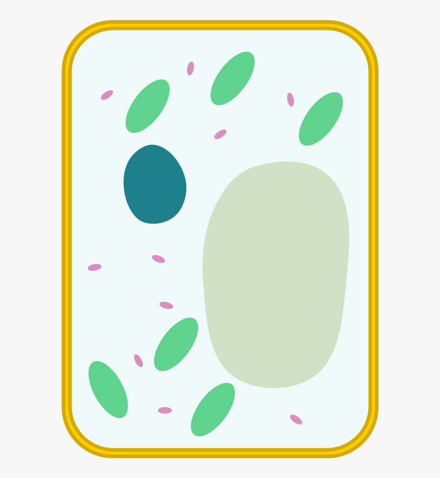 File Simple Diagram Of - Simple Plant Cell Labeled, Transparent Clipart