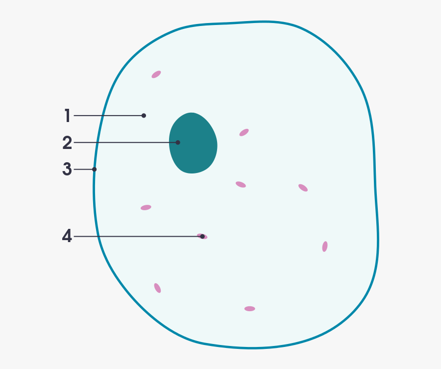 Unlabelled Plant Cell Diagram Gcse Gcse Science Cells Wikibooks Open