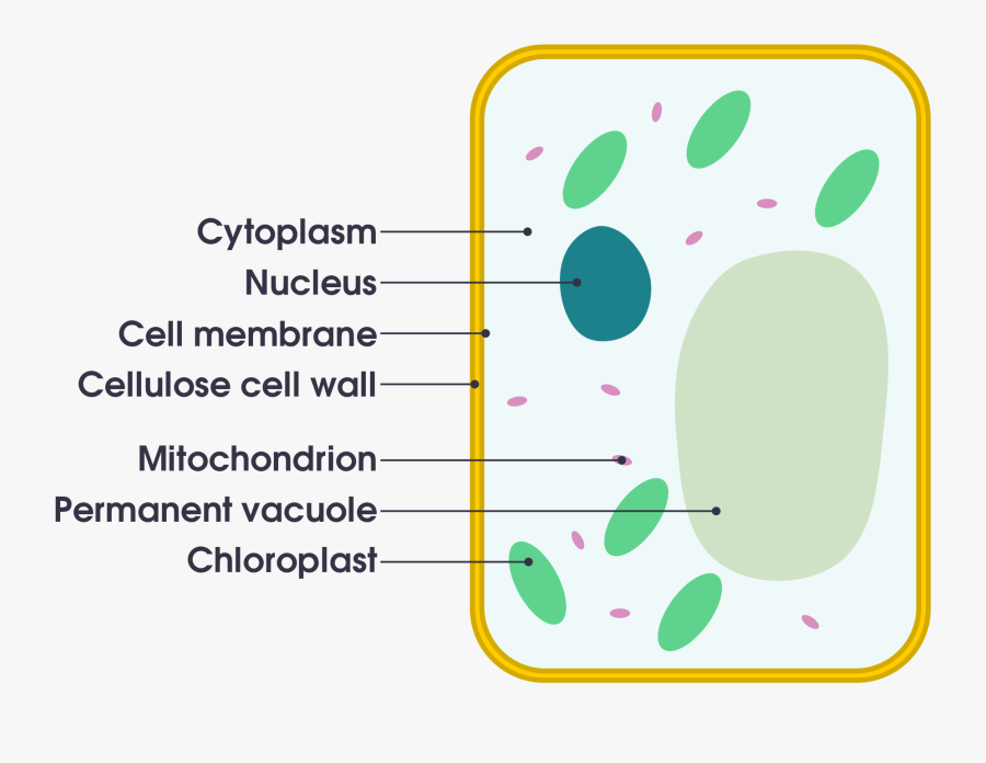 Filesimple Diagram Of Yeast Cell Ensvg Simple English - Simple Plant Cell, Transparent Clipart