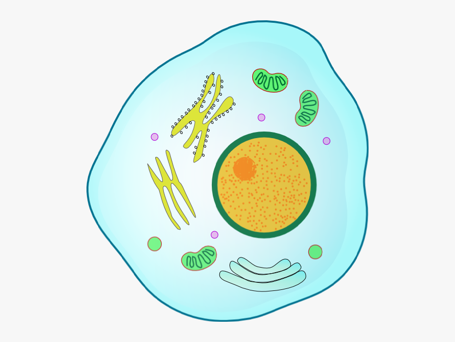 Animal Cell Png, Transparent Clipart