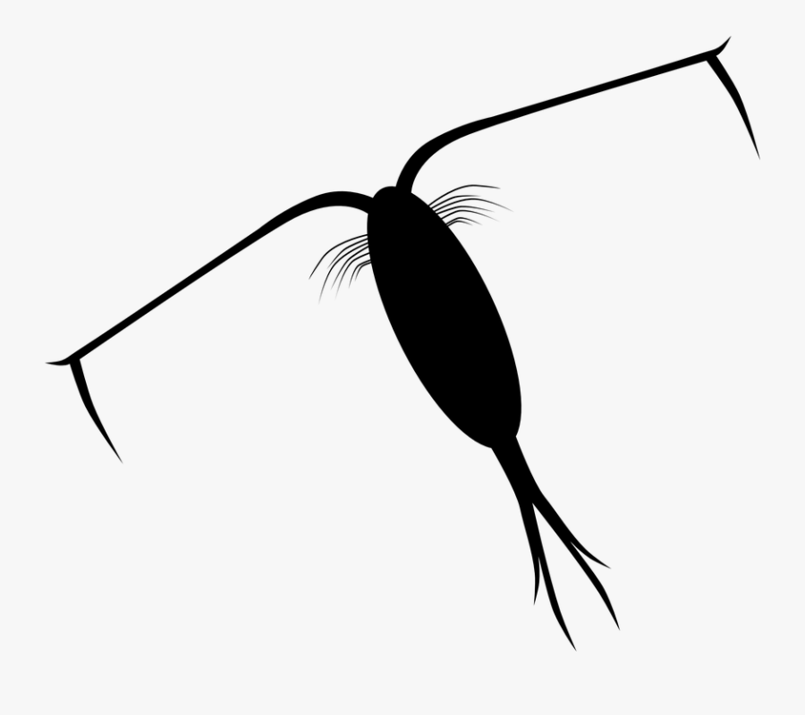 Transparent Animal Cell Clipart, Transparent Clipart