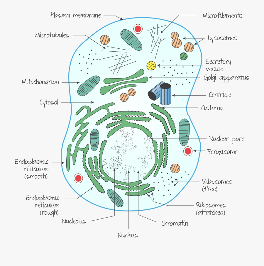 Eukaryotic Cell Structure, Transparent Clipart