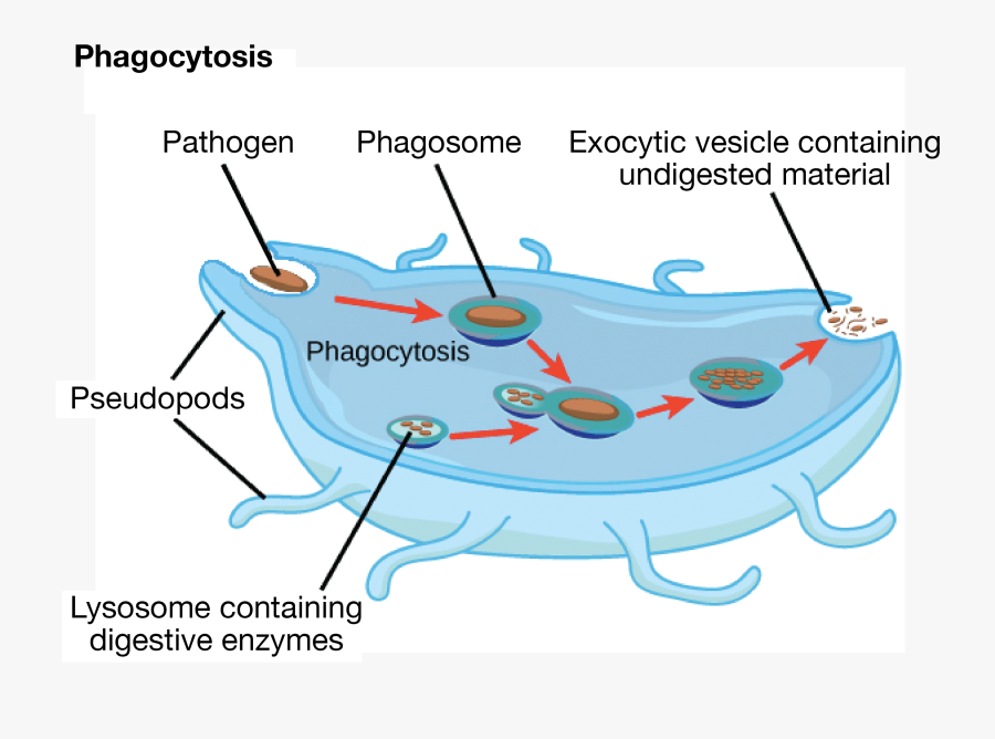 Picture Free Cytoskeleton Drawing - Tetrahymena Phagocytosis, Transparent Clipart