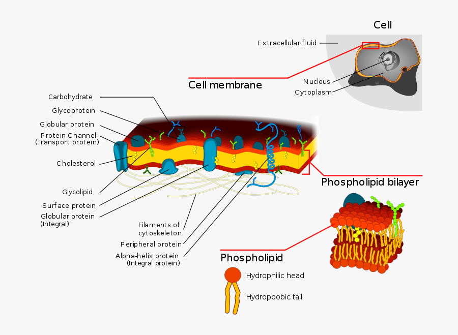 Transparent Animal Cell Clipart - Cell Membrane Transport Function, Transparent Clipart