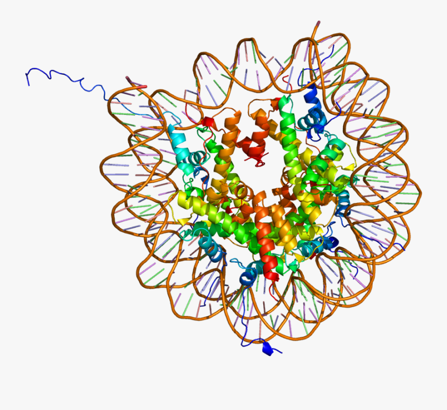 Transparent Animal Cell Clipart - Histone Modification, Transparent Clipart