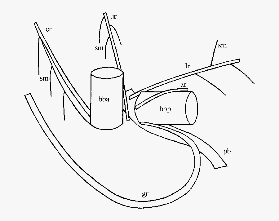 Picture Transparent Download Diagrammatic Representation - Line Art, Transparent Clipart