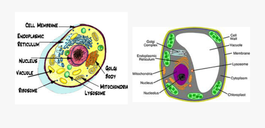 Vacuole Animal Cell - Animal Cell Vacuole Color, Transparent Clipart