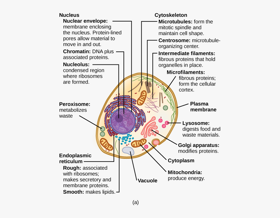 Animal Cells And Structure, Transparent Clipart