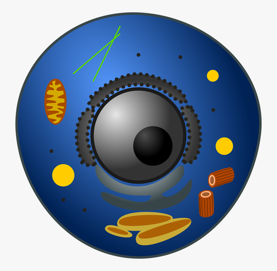 What Is A Prokaryotic Cell Components Of Prokaryotic - Cell Theory In Points, Transparent Clipart