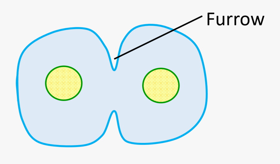 Knowledge, Transparent Clipart