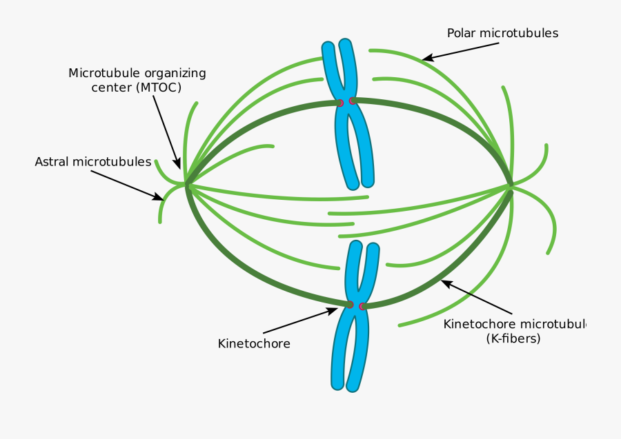 Microtubule Prometaphase Of Mitosis , Free Transparent Clipart