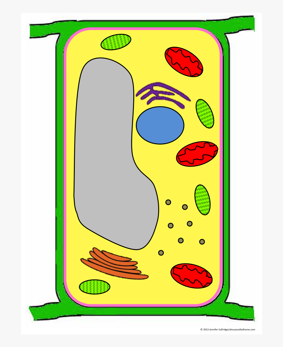 Label Clipart Plant Cell, Transparent Clipart