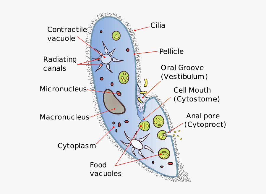 Clip Art Difference Between And Paramecium - Protozoa Diagram, Transparent Clipart