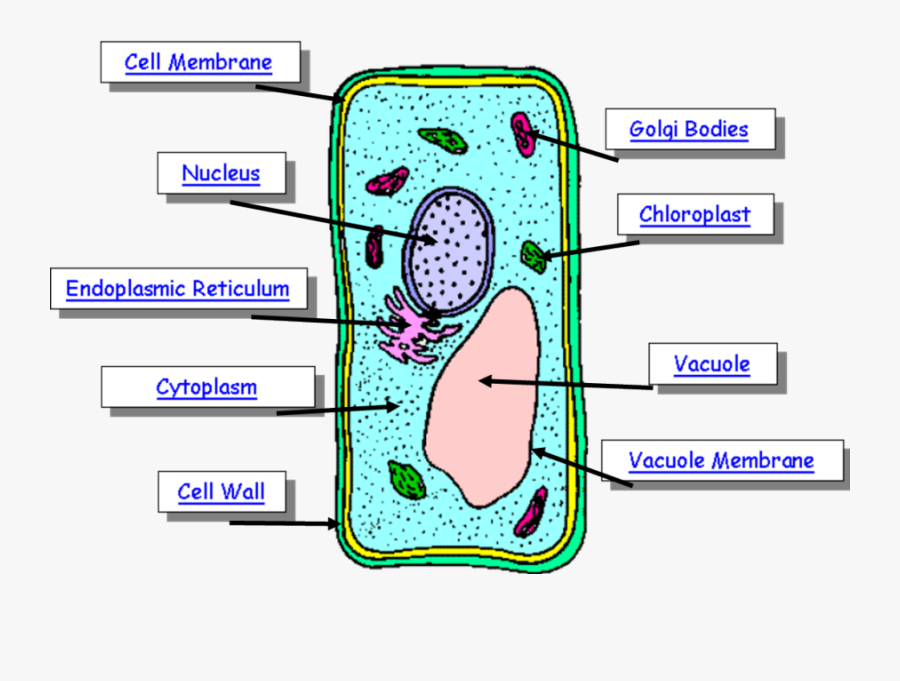 Diagram Plant Cel - Plant Cell With Part, Transparent Clipart