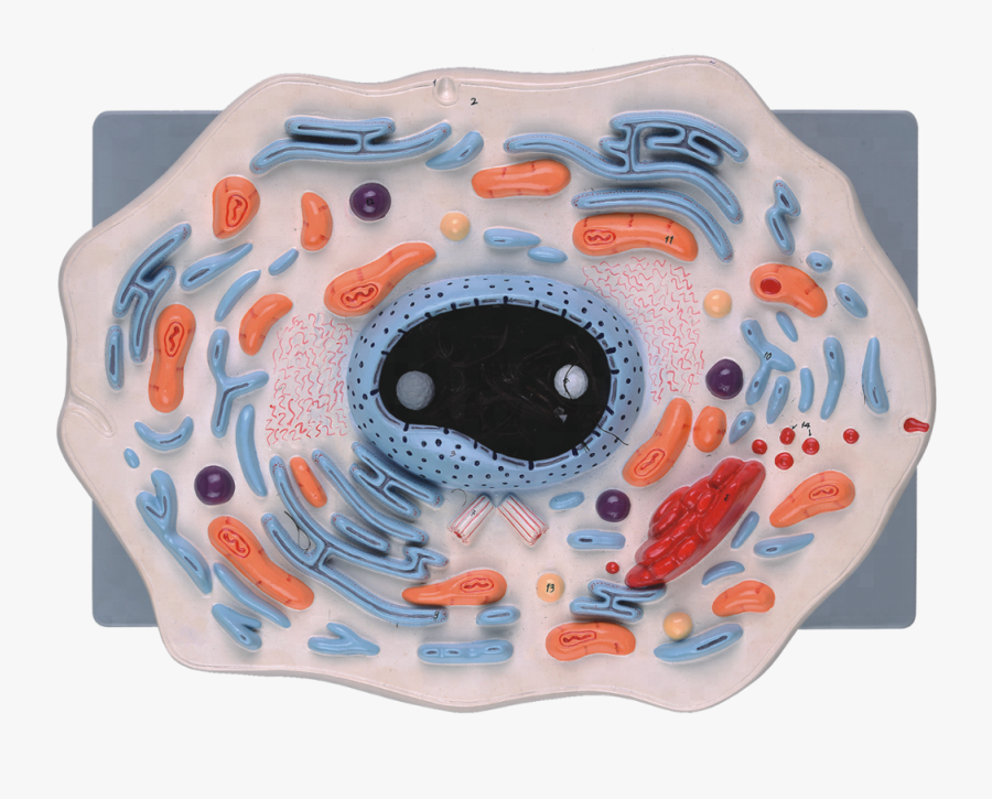 Animal Cell Model For School Teaching - Inflatable, Transparent Clipart