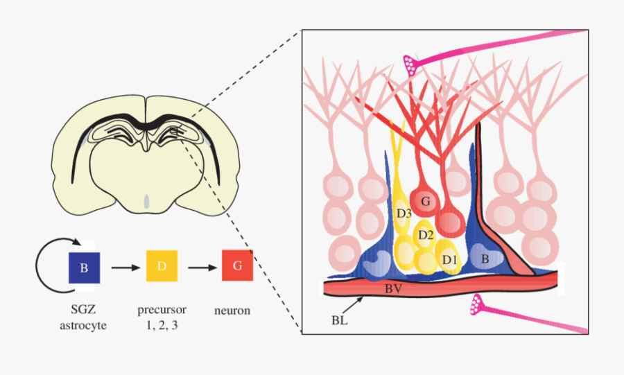 Cell Types And Anatomy Of The Adult Sgz Niche, Transparent Clipart