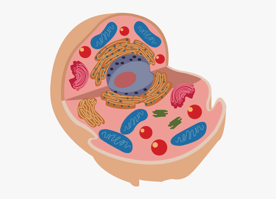 Protein Made In A Cell, Transparent Clipart