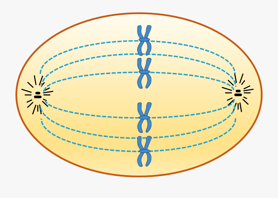 Animal Cell In Metaphase - Spindle Fibres, Transparent Clipart