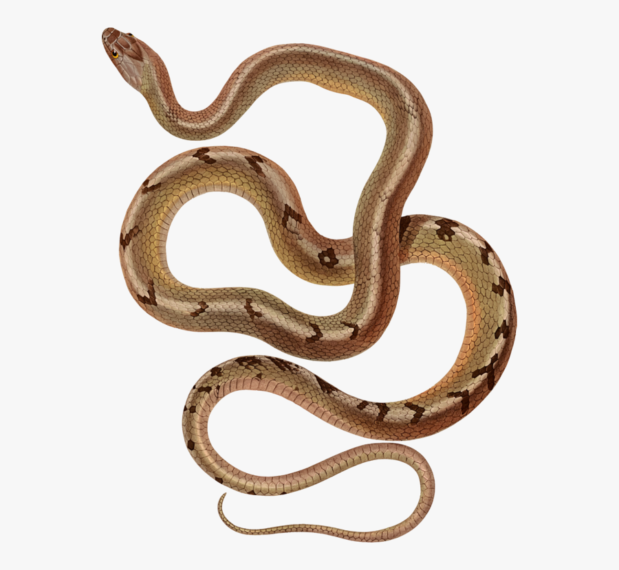 Reptile,serpent,metal - Brown Snakes Drawing, Transparent Clipart