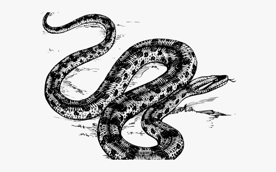 Green Anaconda Black And White, Transparent Clipart