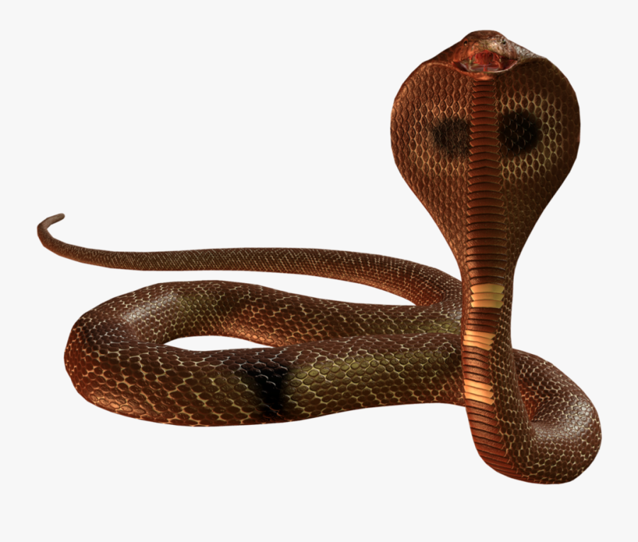 Transparent Clipart Of Snake - King Cobra Snake Png, Transparent Clipart