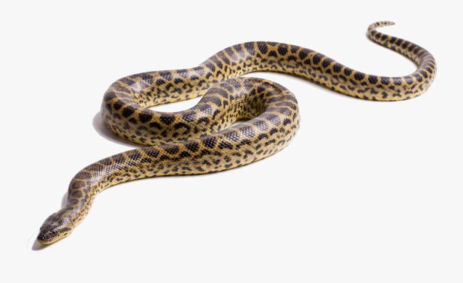 Transparent Viper Clipart - Green Anaconda Png, Transparent Clipart