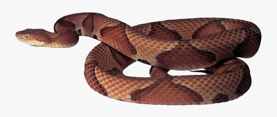 Download And Use Snake Icon - Copperhead Snake White Background, Transparent Clipart