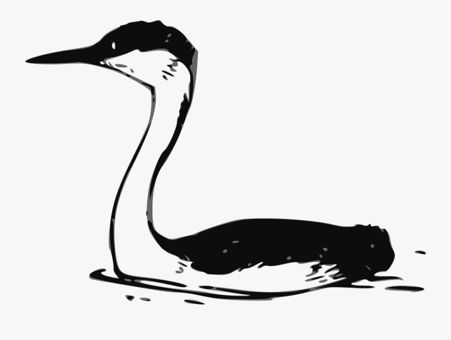 Western Grebe 2 - Drawing A Western Grebe, Transparent Clipart