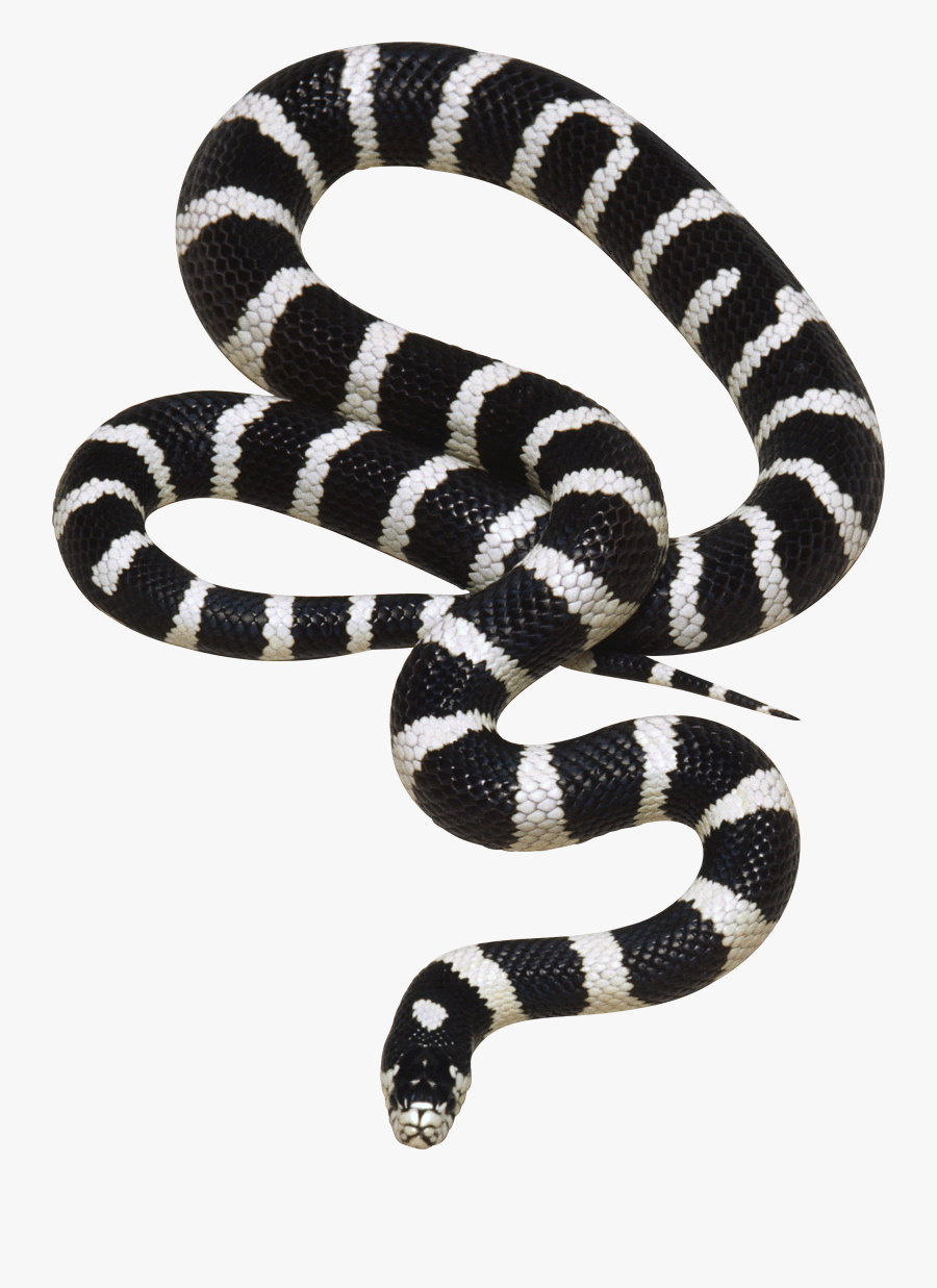 Clipart Sword Snake - Real Black And White Snake, Transparent Clipart