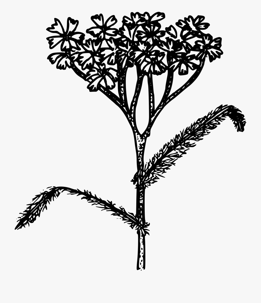 Western Yarrow Clip Arts - Coloring Page, Transparent Clipart